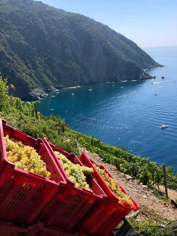 Casa Natalina Daire Monterosso al Mare Dış mekan fotoğraf